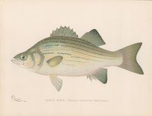 Load image into Gallery viewer, Denton, Sherman F.  “White Bass.”