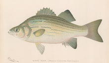 Load image into Gallery viewer, Denton, Sherman F.  “White Bass.”