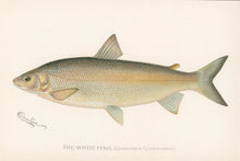 Load image into Gallery viewer, Denton, Sherman F. “The White Fish”