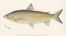 Load image into Gallery viewer, Denton, Sherman F. “The White Fish”