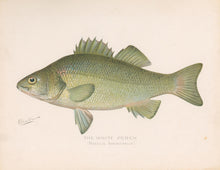 Load image into Gallery viewer, Denton, Sherman F. “The White Perch”