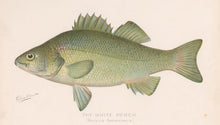 Load image into Gallery viewer, Denton, Sherman F. “The White Perch”