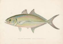 Load image into Gallery viewer, Denton, Sherman F. “Yellow Mackerel”