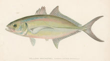 Load image into Gallery viewer, Denton, Sherman F. “Yellow Mackerel”