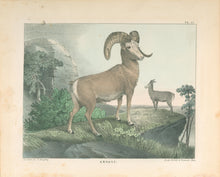 Load image into Gallery viewer, Doughty, Thomas  “Argali.”