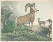 Load image into Gallery viewer, Doughty, Thomas  “Argali.”
