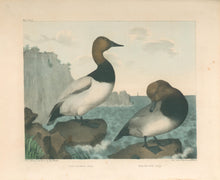 Load image into Gallery viewer, Brown, M.E.D.  “Canvas Back Duck & Red-Headed Duck.”
