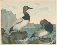 Load image into Gallery viewer, Brown, M.E.D.  “Canvas Back Duck & Red-Headed Duck.”