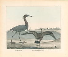 Load image into Gallery viewer, Doughty, Thomas  “Blue Crane & Hudsonian Godwit.”