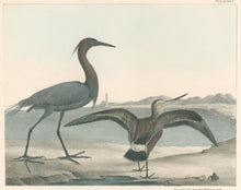 Load image into Gallery viewer, Doughty, Thomas  “Blue Crane & Hudsonian Godwit.”