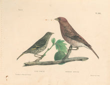 Load image into Gallery viewer, Clonney, J.G.  "Pine Finch & Purple Finch."