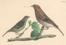 Load image into Gallery viewer, Clonney, J.G.  "Pine Finch & Purple Finch."