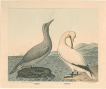 Load image into Gallery viewer, Clonney, J.G.  “Gannett. (Young and Adult).”