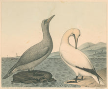 Load image into Gallery viewer, Clonney, J.G.  “Gannett. (Young and Adult).”