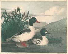 Load image into Gallery viewer, Doughty, Thomas  “Goosander & Golden Eye.”