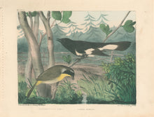 Load image into Gallery viewer, Brown, M.E.D.  “Maryland Yellow-Throat & American Redstart.”