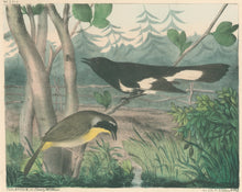 Load image into Gallery viewer, Brown, M.E.D.  “Maryland Yellow-Throat & American Redstart.”