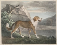 Load image into Gallery viewer, Doughty, Thomas “Newfoundland Dog.”