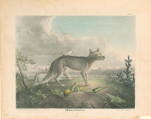 Load image into Gallery viewer, Doughty, Thomas “Prairie Wolves."