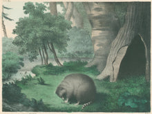 Load image into Gallery viewer, Brown, M.E.D.  “Raccoon.”