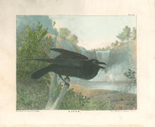 Load image into Gallery viewer, Doughty, Thomas  “Raven.”