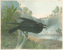 Load image into Gallery viewer, Doughty, Thomas  “Raven.”