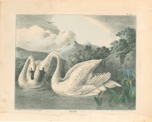 Load image into Gallery viewer, Doughty, Thomas  "Swans.”