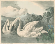 Load image into Gallery viewer, Doughty, Thomas  "Swans.”