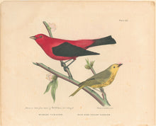 Load image into Gallery viewer, Brown, M.E.D.  “Scarlet Tanager & Blue Eyed Yellow Warbler.”
