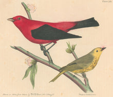 Load image into Gallery viewer, Brown, M.E.D.  “Scarlet Tanager & Blue Eyed Yellow Warbler.”