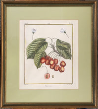 Load image into Gallery viewer, du Monceau, Henri Louis Duhamel  Pl. 2.  “Bigarreau.”  [cherries]
