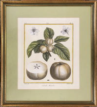 Load image into Gallery viewer, du Monceau, Henri Louis Duhamel  Pl. 2(b).  “Calville Blance.”  [apple]
