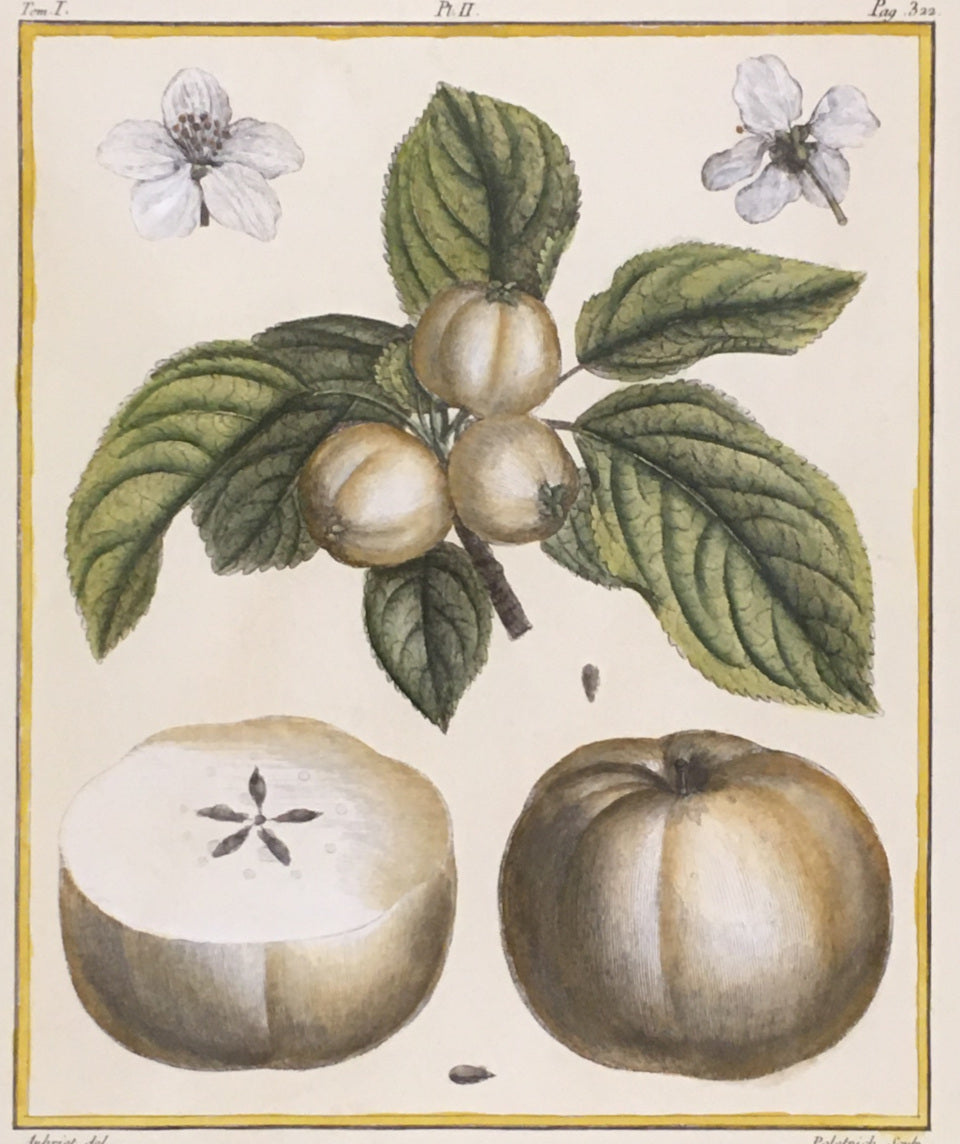 du Monceau, Henri Louis Duhamel  Pl. 2(b).  “Calville Blance.”  [apple]