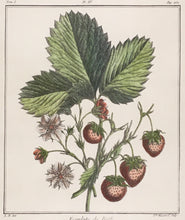 Load image into Gallery viewer, du Monceau, Henri Louis Duhamel  Pl. 4.  “Escarlate de Bath.”  [strawberries]
