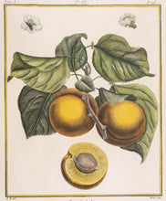 Load image into Gallery viewer, du Monceau, Henri Louis Duhamel  Pl. 6.  “Abricot de Nancy.”  [apricot]

