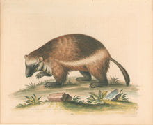 Load image into Gallery viewer, Edwards, George “The Quick-Hatch or Wolverene." Plate 103