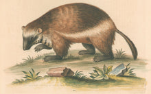 Load image into Gallery viewer, Edwards, George “The Quick-Hatch or Wolverene." Plate 103