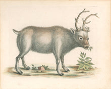 Load image into Gallery viewer, Edwards, George “The Greenland Buck." Plate 51