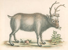 Load image into Gallery viewer, Edwards, George “The Greenland Buck." Plate 51