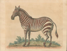 Load image into Gallery viewer, Edwards, George.  “Zebra.”