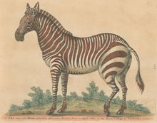 Load image into Gallery viewer, Edwards, George.  “Zebra.”