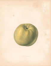 Load image into Gallery viewer, Emmons, Ebenezer “Gloria Mundi”  [apple]  Plate 34
