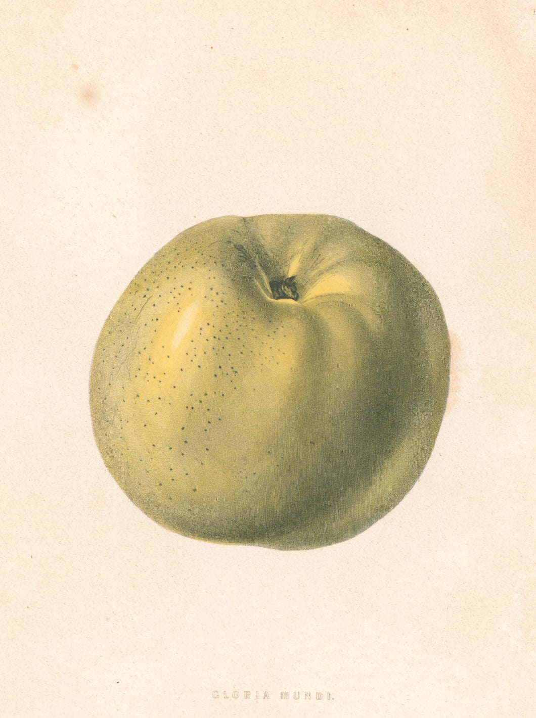 Emmons, Ebenezer “Gloria Mundi”  [apple]  Plate 34