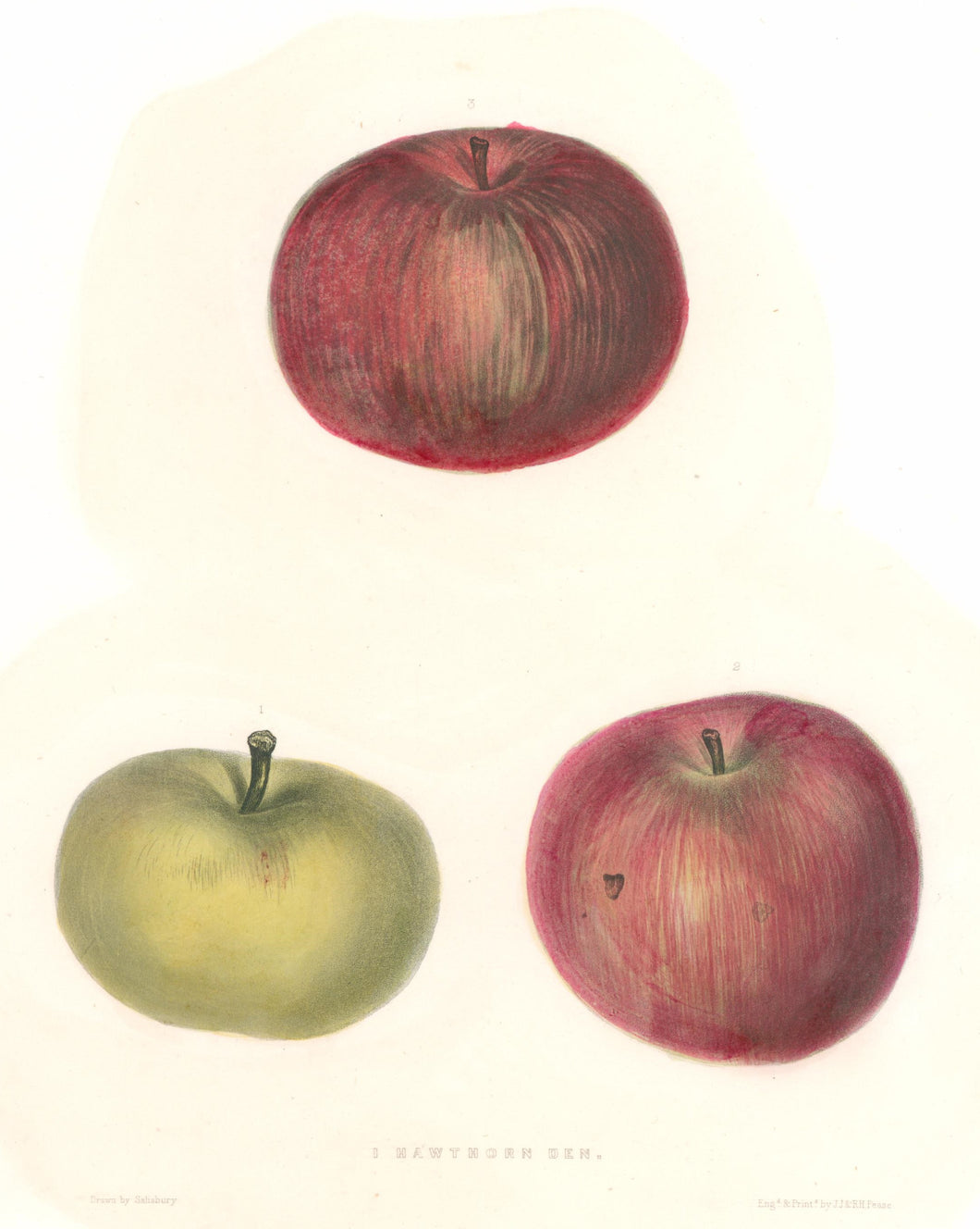 Salisbury “Hawthorn Ben”  [apple]  Plate 36