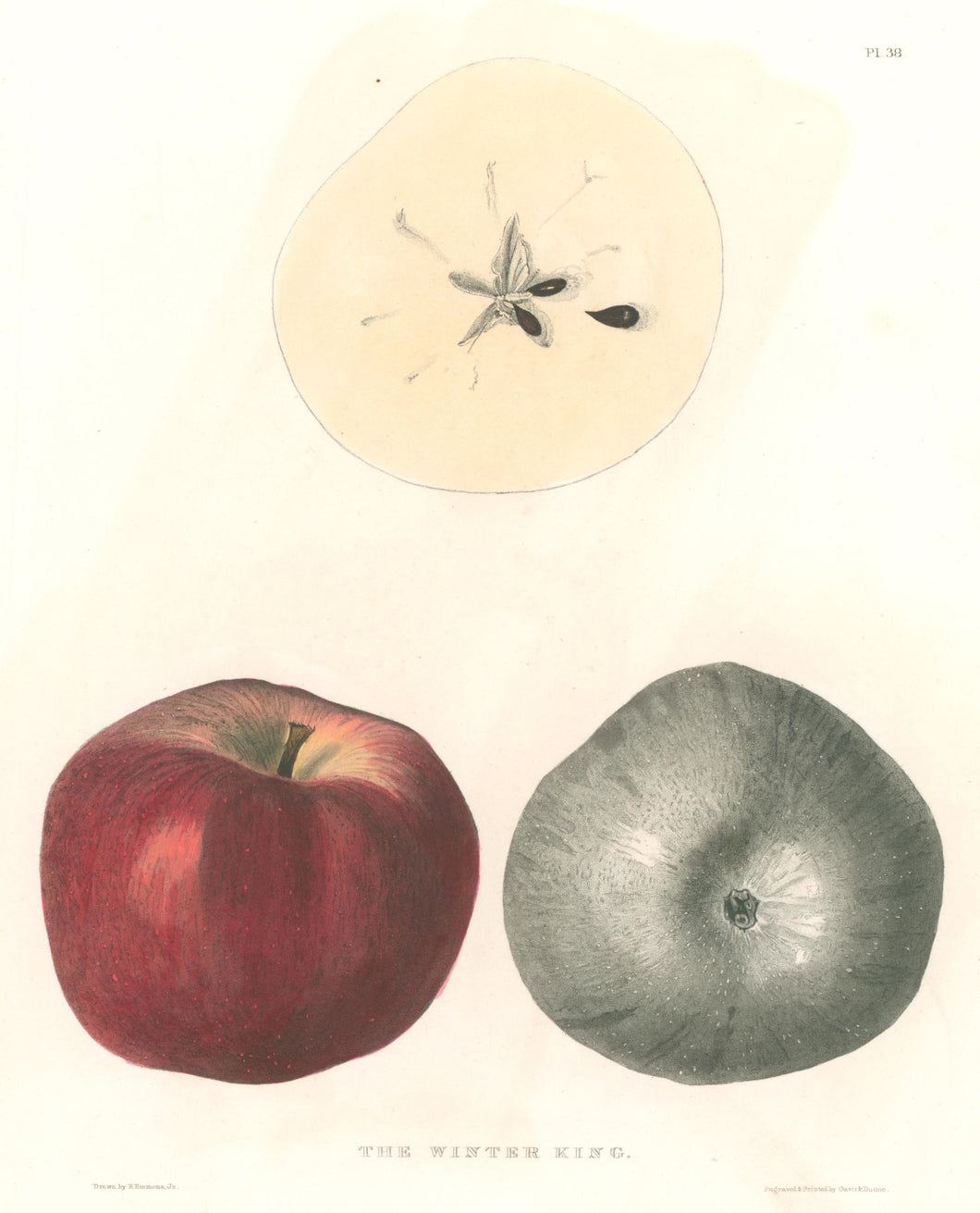 Emmons, Ebenezer “The Winter King”  [apple]  Plate 38