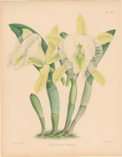 Load image into Gallery viewer, Fitch, John Nugent.  &quot;Brassavola Digbyana.&quot; Pl. 241.
