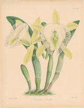 Load image into Gallery viewer, Fitch, John Nugent.  "Brassavola Digbyana." Pl. 241.