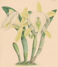 Load image into Gallery viewer, Fitch, John Nugent.  "Brassavola Digbyana." Pl. 241.
