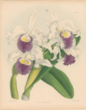 Load image into Gallery viewer, Fitch, John Nugent.  &quot;Laelia Amesiana.&quot; Pl. 253.
