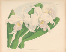 Load image into Gallery viewer, Fitch, John Nugent.  "Laelia Purpurata Russelliana." Pl. 269.
